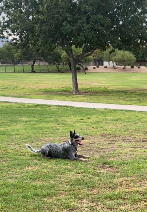 Australian cattle dog with a beautiful down-stay