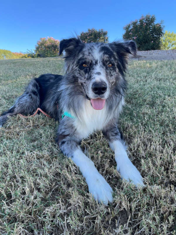 Australian Shepherd looking at camera