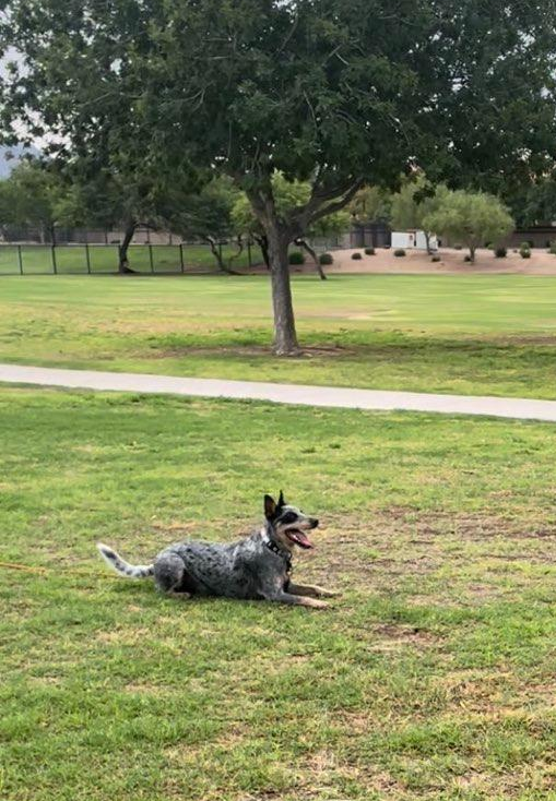 Cattle dog practicing a down-stay