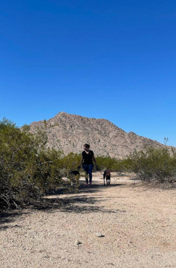 Trainer walking dogs in a desert landscape