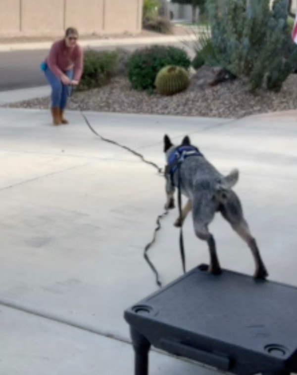 Dog launching into training