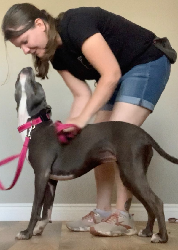 Dog looking forward to a walk