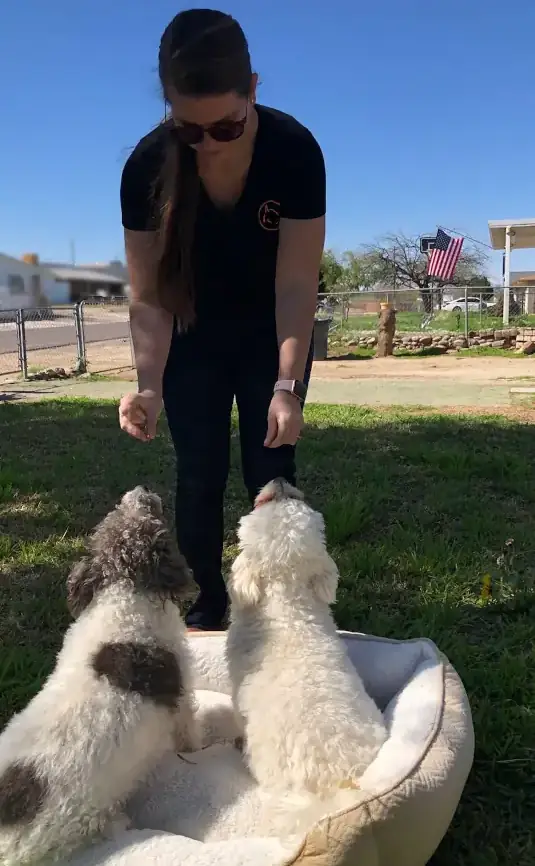 Obedient dogs sitting in a field