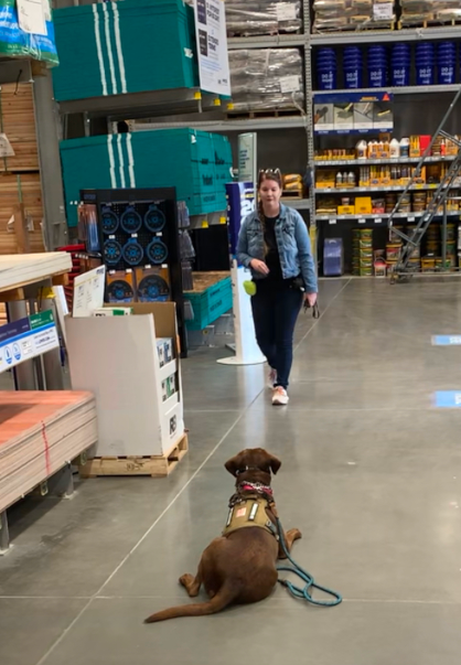 Service dog training session