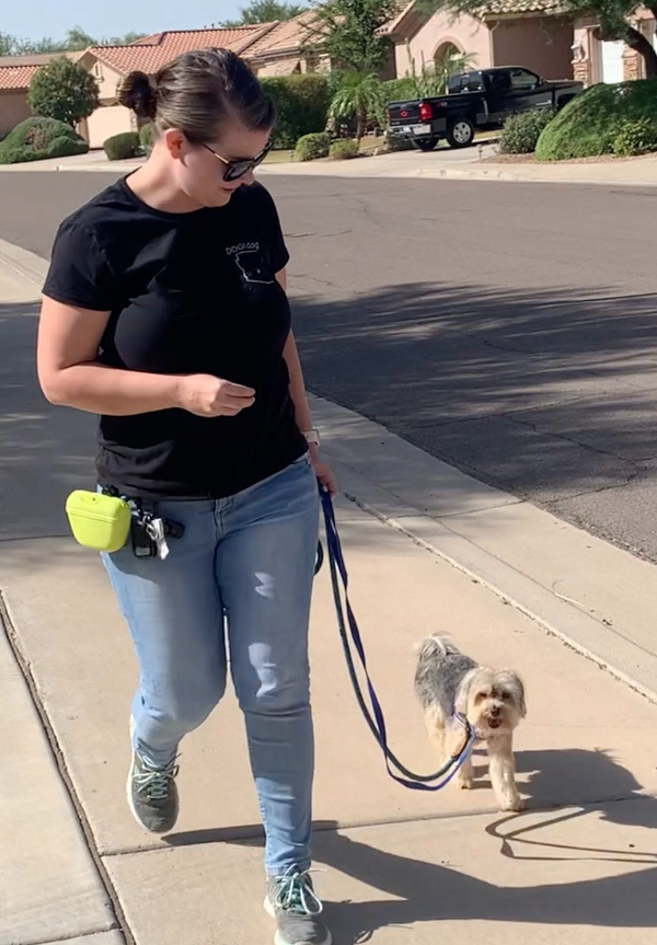 Small dog expert training